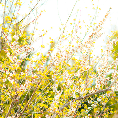 spring flowers/春の花
